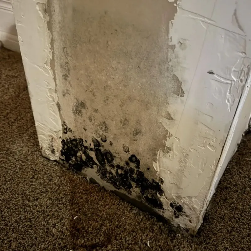Professional Mold Removal in Clinton County, MO